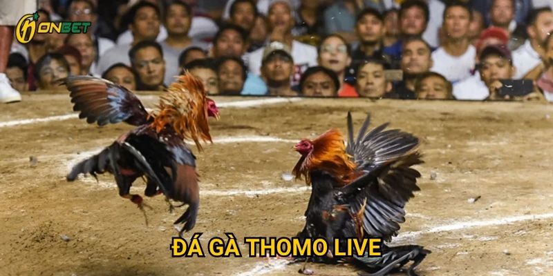 Tại sao Đá Gà Thomo Live lại thu hút người chơi tại Onbet?
