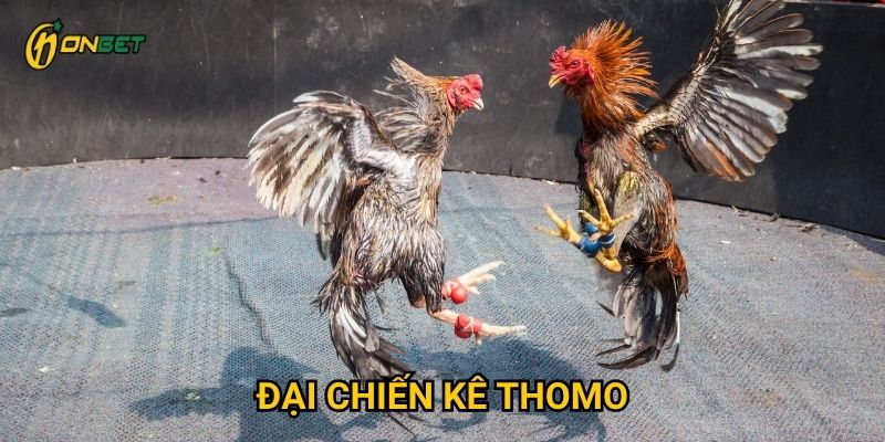 Tại sao Đại Chiến Kê Thomo lại hấp dẫn người chơi Onbet?