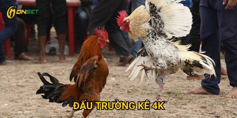 Những trải nghiệm gì làm Đấu Trường Kê 4K nổi bật tại Onbet?