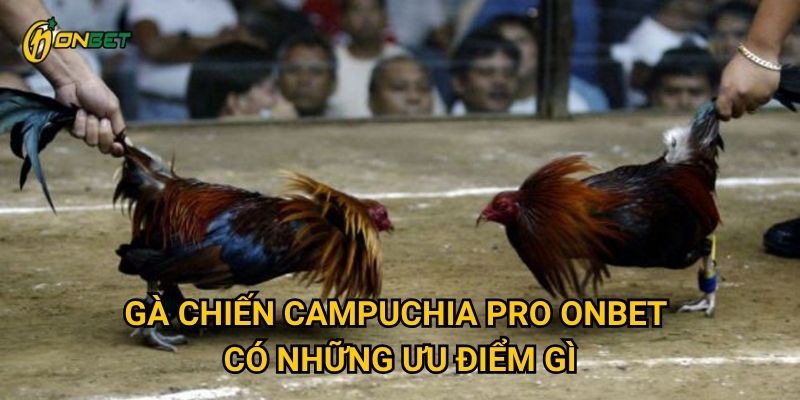 Gà Chiến Campuchia Pro Onbet có những ưu điểm gì?