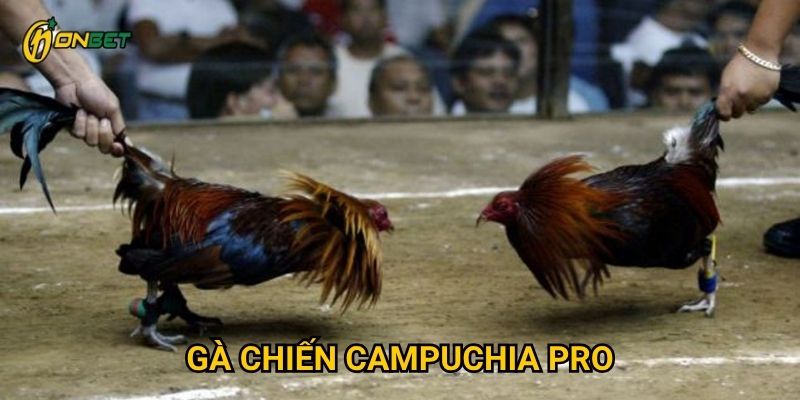 Vì sao Gà Chiến Campuchia Pro được ưa chuộng tại Onbet?