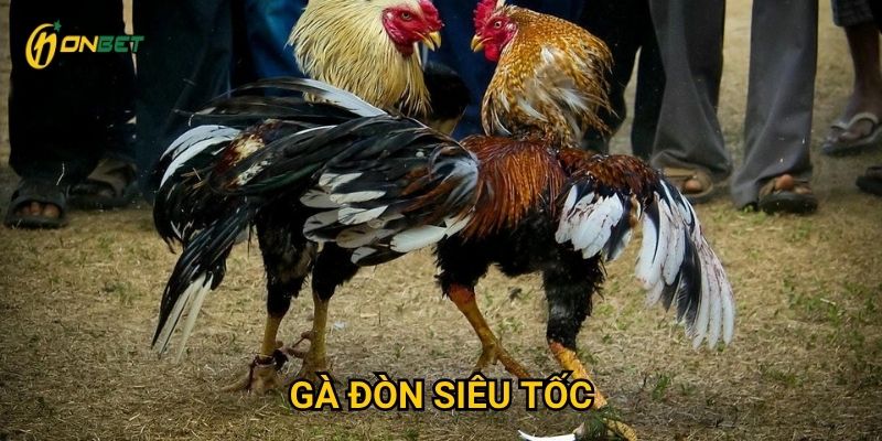 Vì sao Gà Đòn Siêu Tốc lại thu hút người chơi tại Onbet?