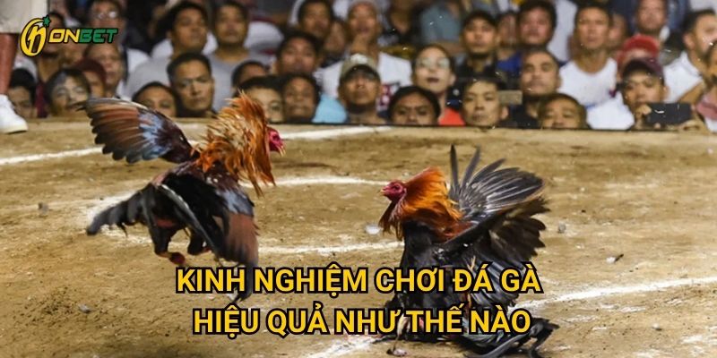 Kinh nghiệm chơi đá gà hiệu quả như thế nào?