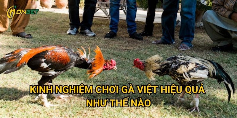 Kinh nghiệm chơi gà Việt hiệu quả như thế nào?