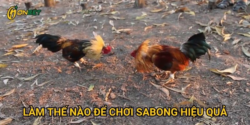 Làm thế nào để chơi Sabong hiệu quả?
