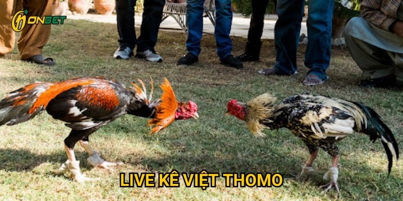 Tại sao Live Kê Việt Thomo được yêu thích tại Onbet?